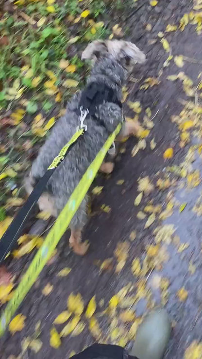 Solid Colour Reactive Alert Dog Lead