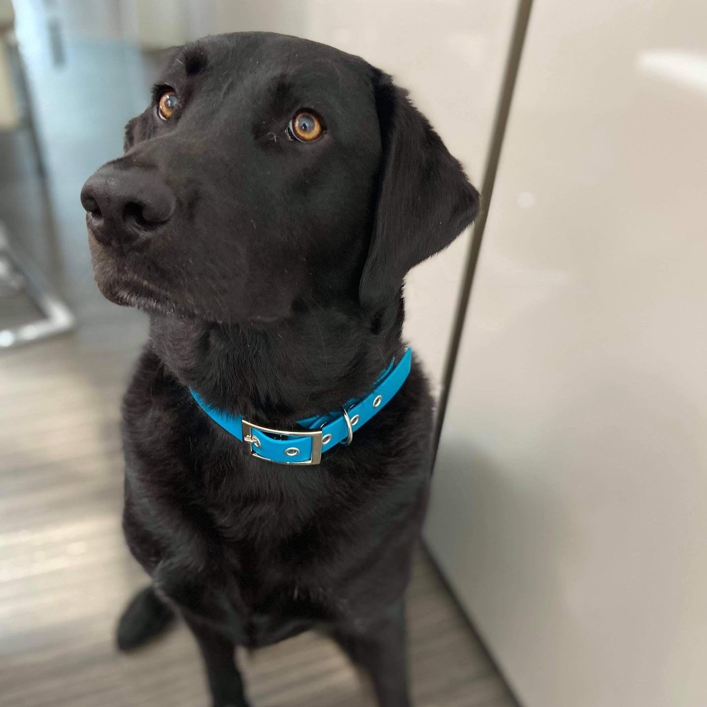 Blue Lagoon Biothane Waterproof Dog Collar - View 5 | Dottie's Pet Boutique