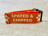 Spayed and Chipped Dog Collar