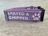 Spayed and Chipped Dog Collar