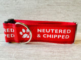 Neutered & Chipped Lead