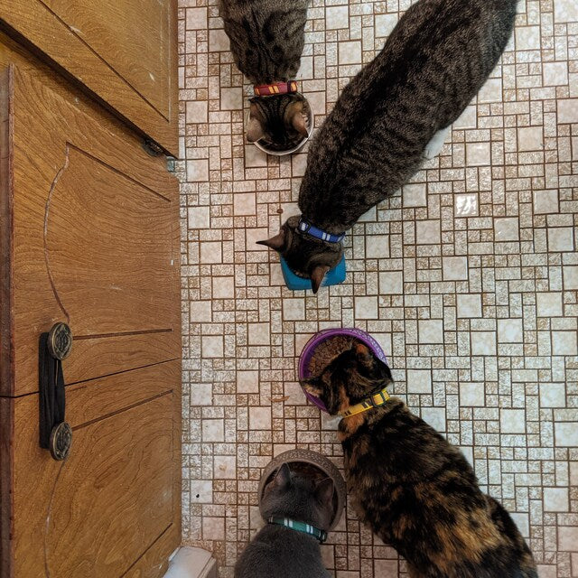 Wizard Houses Inspired Cat Collar - View 14 | Dottie's Pet Boutique