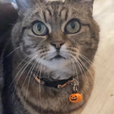 Halloween Black Cat and Skeleton Cat Kitten/Cat Collar