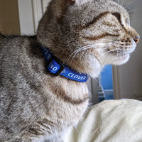 Personalised Custom Name Contact Details Chipped Ribbon Kitten/Cat Collar