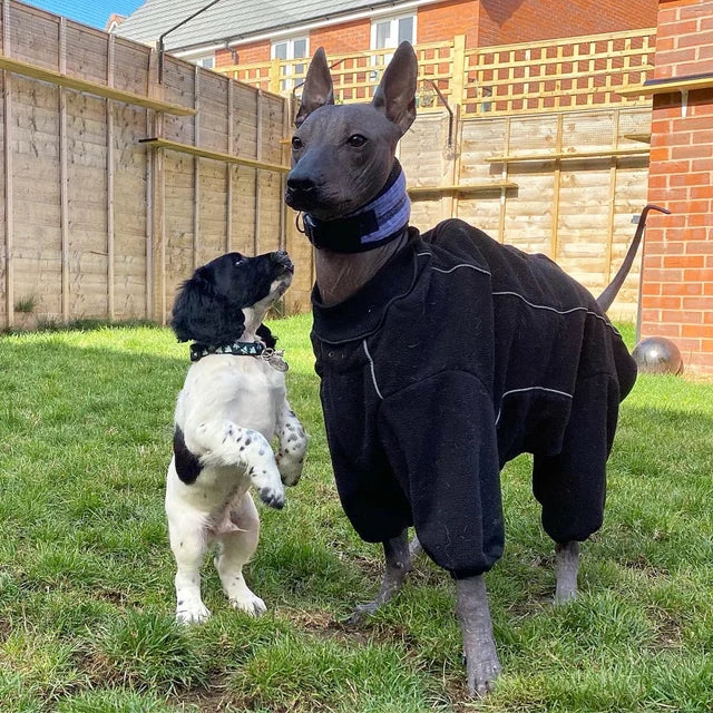 Halloween Ghosts Puppy/Small Dog Collar - View 3 | Dottie's Pet Boutique