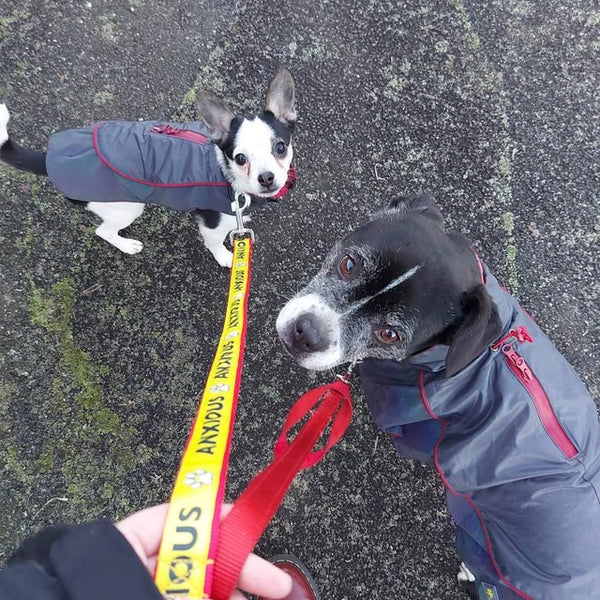 Anxious Dog Ribbon Lead Leash