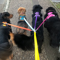Multiple Dog Walking Lead - Adjustable for Each Dog