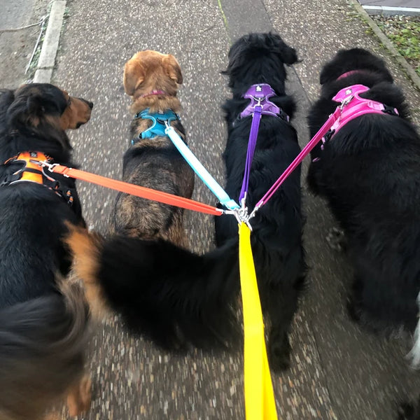 Multiple Dog Walking Lead Adjustable for Each Dog