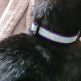 Personalised Name Kitten/Cat Collar