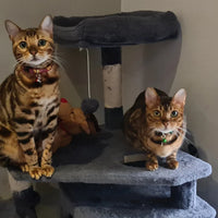 Wizard Houses Inspired Kitten/Cat Collar