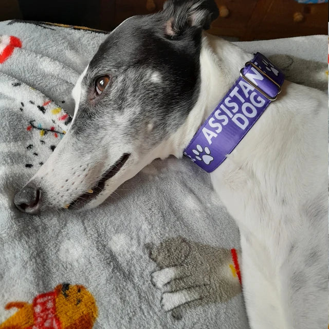 Assistance Dog Collar - View 12 | Dottie's Pet Boutique