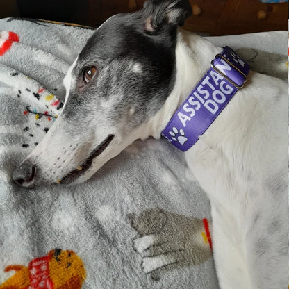 Assistance Dog Collar - View 12 | Dottie's Pet Boutique