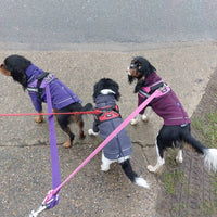 Multiple Dog Walking Lead - Adjustable for Each Dog