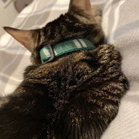 Wizard Houses Inspired Cat Collar - Handmade in the UK 12