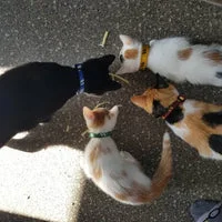 Wizard Houses Inspired Cat Collar - Handmade in the UK 11