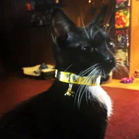 Wizard Houses Inspired Cat Collar - Handmade in the UK 9