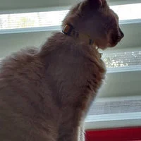 Wizard Houses Inspired Cat Collar - Handmade in the UK 13