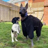 Halloween Ghost Dog Collar for Puppies & Small Dogs 3