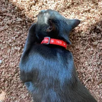 Personalised Name Cat Collar 12