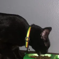 Reggae Inspired Cat Collar 6