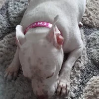 I'm Deaf - Deaf Alert Dog Collar 20