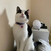 Galaxy Planet Solar System Puppy Collar 6