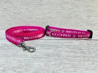 Microchipped - Allergies - Neutered Puppy/Small Dog Collar 5