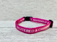 Microchipped - Allergies - Neutered Puppy/Small Dog Collar 7