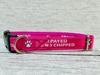 Spayed and Chipped Alert Dog Collar 1