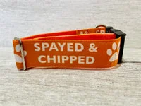 Spayed and Chipped Alert Dog Collar 10